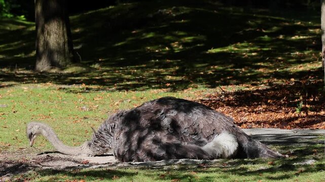 The common ostrich, Struthio camelus, or simply ostrich, is a species of large flightless birds native to Africa. It is one of two extant species of ostriches