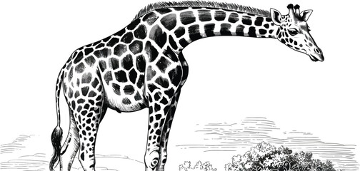 Vintage giraffe engraving, antique wildlife illustration vector, black and white safari animal sketch, historical zoology drawing for nature books © mafia009