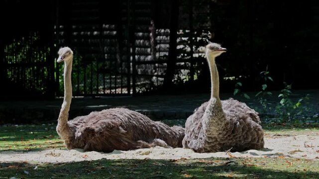 The common ostrich, Struthio camelus, or simply ostrich, is a species of large flightless birds native to Africa. It is one of two extant species of ostriches