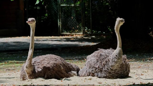 The common ostrich, Struthio camelus, or simply ostrich, is a species of large flightless birds native to Africa. It is one of two extant species of ostriches