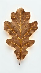 Fototapeta premium Dried oak leaf with golden veins and brown tones isolated on white background, suitable for autumn designs, botanical illustrations, and fall-themed projects.