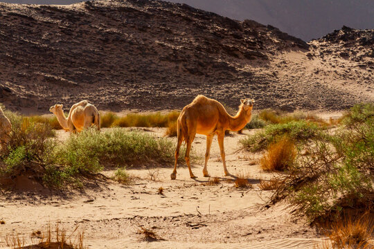 A flock Camels  (Camelus dromedarius ) at the foot of a mountain. The Tadrart Rouge, Tassili N'Ajjer National Park. Algeria, Africa