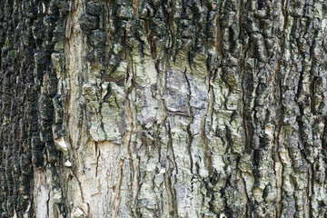 Naklejka premium Close-up full frame background of natural aged tree bark texture showing rough surface, deep organic vertical cracks, and weathered wooden details.