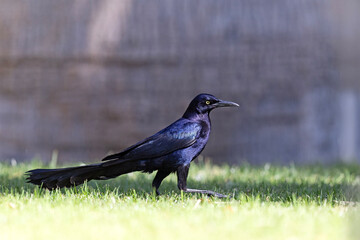 Wilgowron meksykański (Quiscalus mexicanus) © Grzegorz