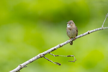 pasówka płowa (Melospiza lincolnii) © Grzegorz