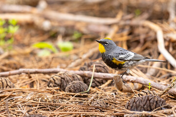 lasówka pstra (Setophaga coronata) © Grzegorz