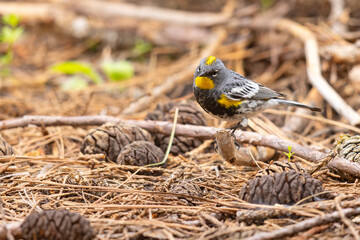 lasówka pstra (Setophaga coronata) © Grzegorz