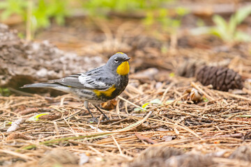 lasówka pstra (Setophaga coronata) © Grzegorz