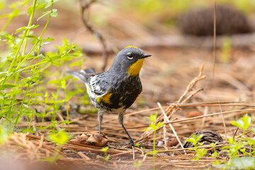 lasówka pstra (Setophaga coronata) © Grzegorz