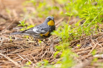 lasówka pstra (Setophaga coronata) © Grzegorz