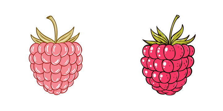 Hand drawn set of vibrant raspberries and delicate pink raspberries isolated on white background