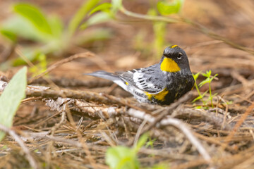 lasówka pstra (Setophaga coronata) © Grzegorz