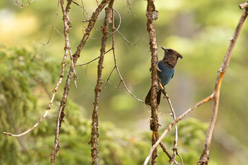modrosójka czarnogłowa (Cyanocitta stelleri) © Grzegorz