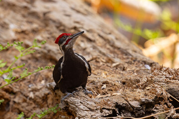 Dzięcioł smugoszyi (Dryocopus pileatus)  © Grzegorz