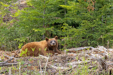 Niedźwiedź czarny, baribal (Ursus americanus) © Grzegorz