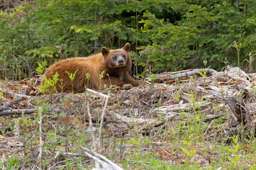 Niedźwiedź czarny, baribal (Ursus americanus) © Grzegorz