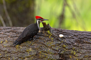 Dzięcioł smugoszyi (Dryocopus pileatus)  © Grzegorz