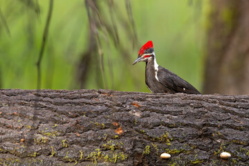 Dzięcioł smugoszyi (Dryocopus pileatus)  © Grzegorz
