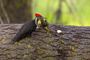 Dzięcioł smugoszyi (Dryocopus pileatus)  © Grzegorz