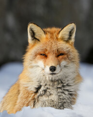 Fototapeta premium red fox vulpes