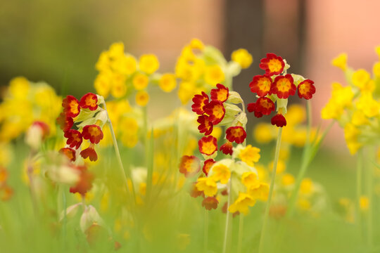 Primula veris, the cowslip, common cowslip, or cowslip primrose is a herbaceous variable evergreen or semi-evergreen perennial flowering plant (syn. Primula officinalis).