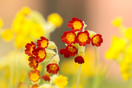 Primula veris, the cowslip, common cowslip, or cowslip primrose is a herbaceous variable evergreen or semi-evergreen perennial flowering plant (syn. Primula officinalis).