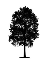 Fototapeta premium Black silhouette of a deciduous tree against a white background