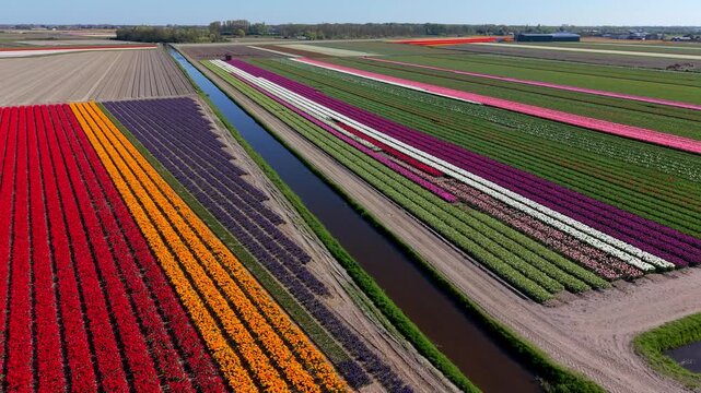 Aerial view of spectacular multicolored tulip fields and canals. Drone landscape of vibrant red, orange, purple, and pink flower plantations in the flat Netherlands countryside, panorama.