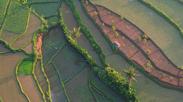 Aerial view of lush green rice terraces with irrigation channels and palm trees in the rural landscape of Selomerto, Central Java, Indonesia.