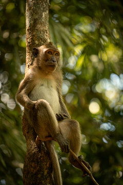 monkey rsting on the tree