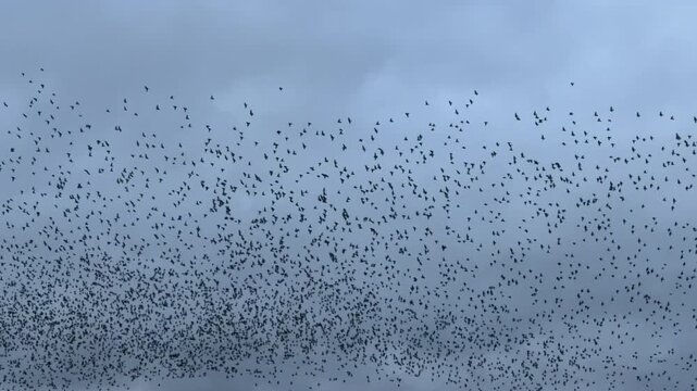 Large flock of birds flying in close formation in murmuration as starlings group together in winter for protection in nature UK 4K