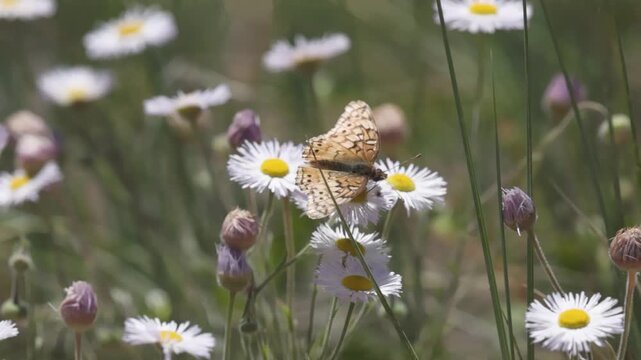 A Variegated Fritillary Butterfly feeds from a fleabane flower on a breezy spring day while native bees buzz around until a Field Crescent butterfly interrupts it.