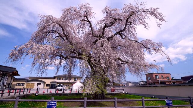 法亀寺のしだれ桜