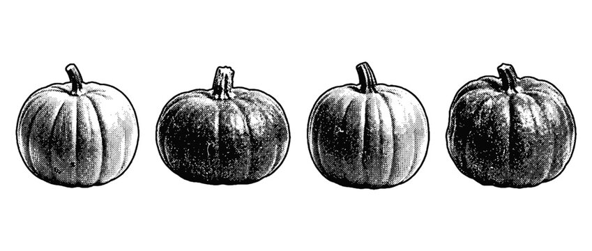This vector artwork features a series of pumpkins illustrated in a captivating halftone style, highlighting their unique shapes and textures effectively.