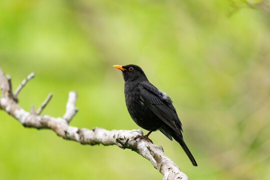 A blackbird sits on a tree branch, Turdus merula