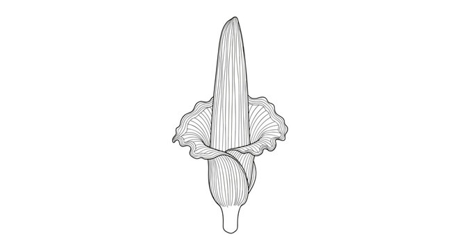 Detailed Illustration of a Corpse Flower Spadix.