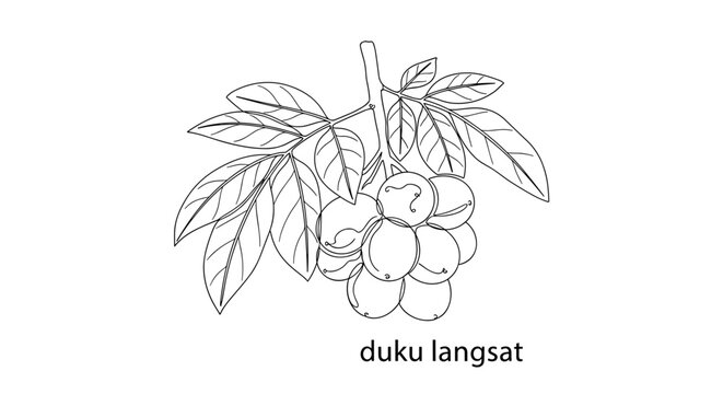 Duku Langsat Fruit Bunch Illustration.