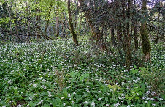 Blooming wild garlic (Allium ursinum) in the Khosta Yew-Boxwood Grove. Sochi. Russia