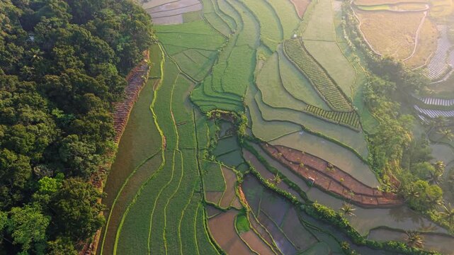 Aerial view of lush green rice terraces carved into the hillsides near the forest edge in Selomerto, Central Java, Indonesia.