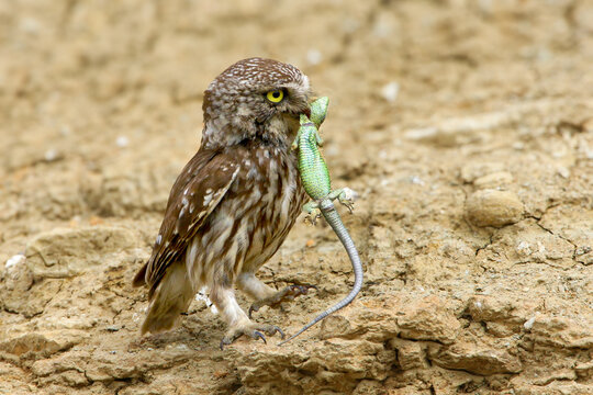 An adult Little Owl (Athene noctua) perches on a textured clay ledge by its nesting burrow, holding a large green lizard in its beak.