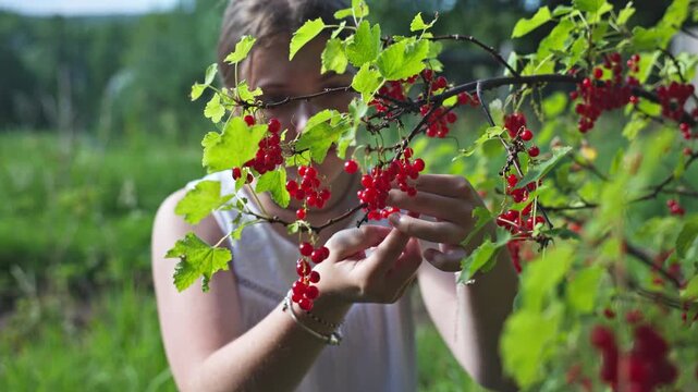 Young woman picking fresh red currants from a bush in the garden.
