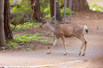 mulak czarnoogoniasty (Odocoileus hemionus) © Grzegorz