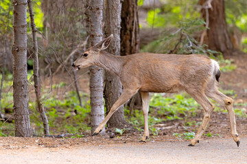 mulak czarnoogoniasty (Odocoileus hemionus) © Grzegorz