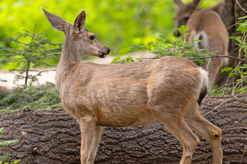 mulak czarnoogoniasty (Odocoileus hemionus) © Grzegorz