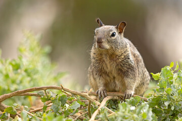 wiewiórka kalifornijska (Otospermophilus beecheyi) © Grzegorz