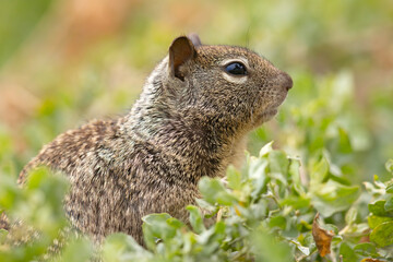 wiewiórka kalifornijska (Otospermophilus beecheyi) © Grzegorz
