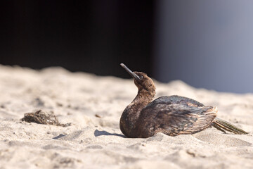 Kormoran modrogardły (Urile penicillatus)  © Grzegorz