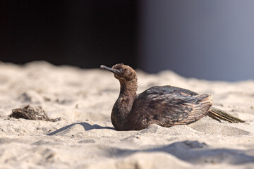 Kormoran modrogardły (Urile penicillatus)  © Grzegorz