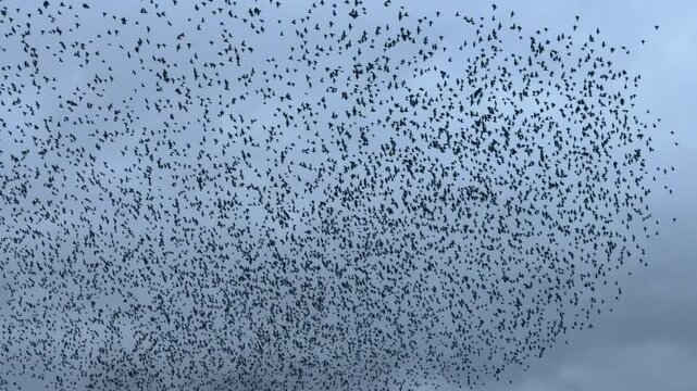 Large flocks birds in murmuration in winter as starlings in many thousands roost together for protection slow motion 120fps England UK 4K