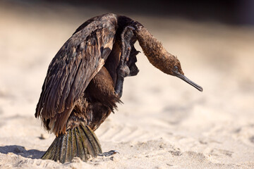 Kormoran modrogardły (Urile penicillatus)  © Grzegorz